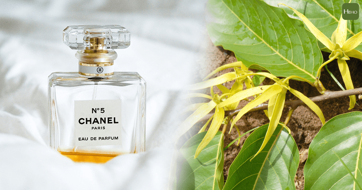 最經典的chanel No 5香味就是它 來自熱帶國家的催情花演繹女人的香氣 Heho生活