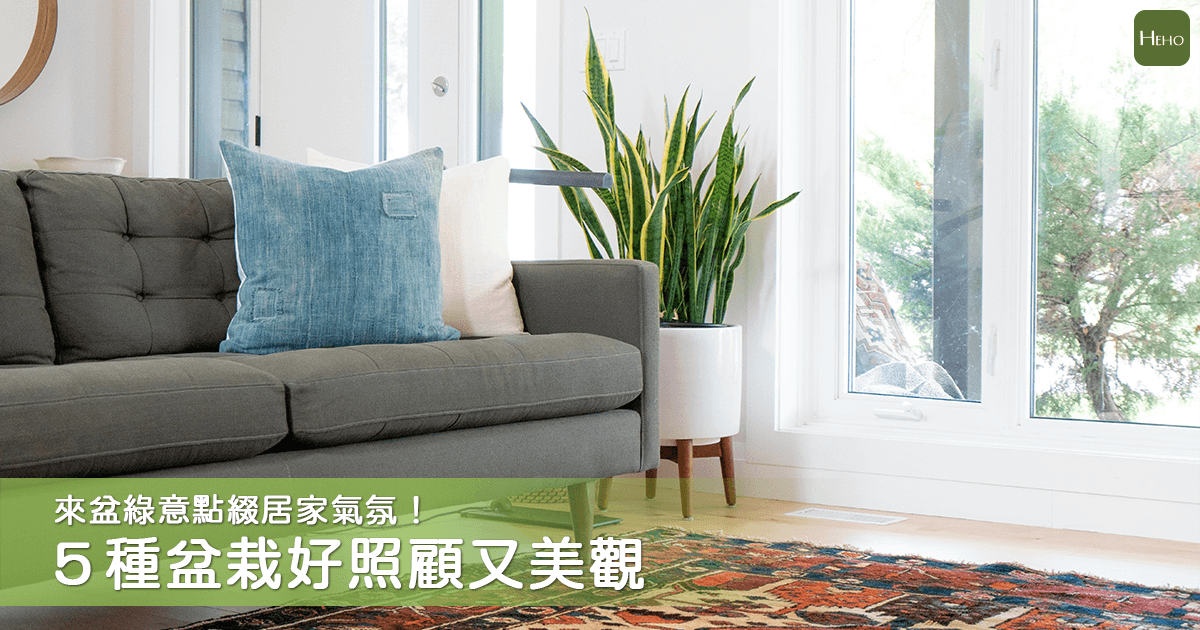 在家裡打造一片室內綠洲！善用綠色植物讓家變得更溫馨
